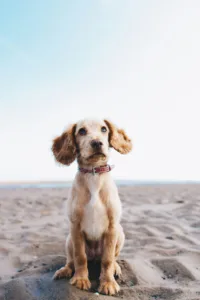 Hunde an der Ostsee
