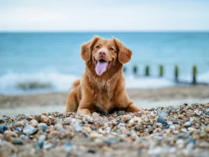 Hundecamping an der Ostsee
