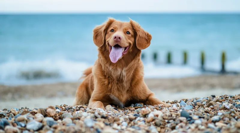 Hundecamping an der Ostsee